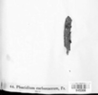 Phacidium carbonaceum image
